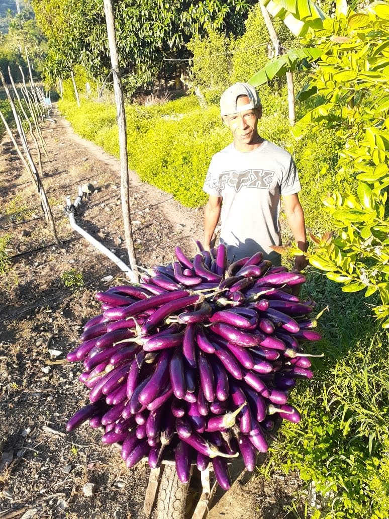 Nuestro Productor De Berenjena China