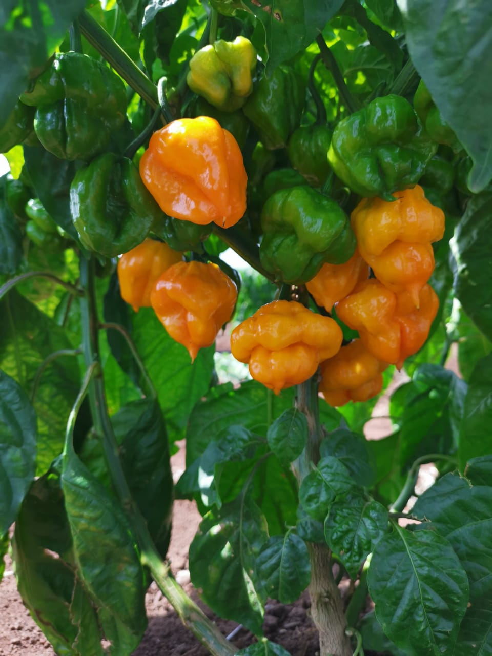 AJI SCOTCH BONNET