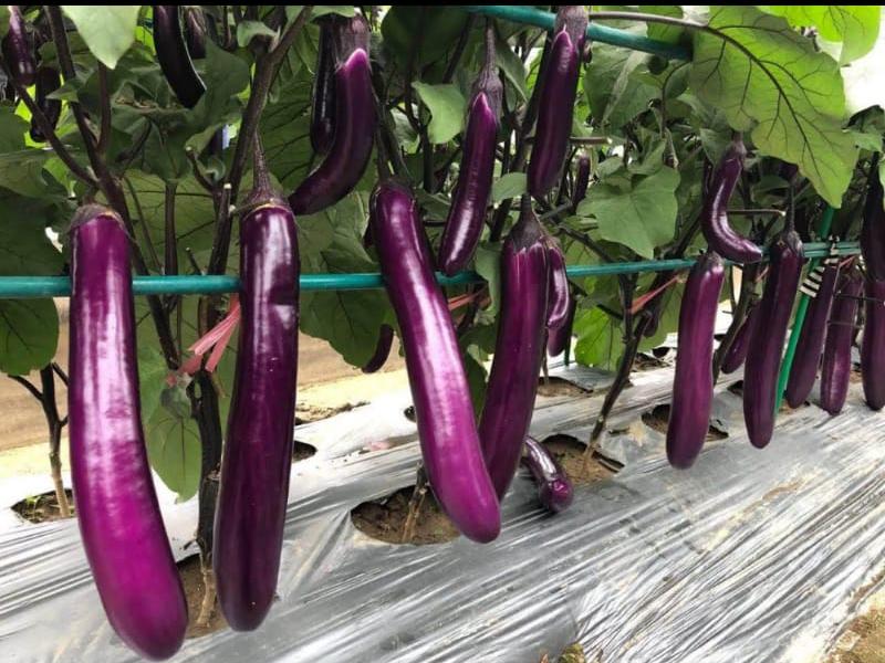 EGGPLANT