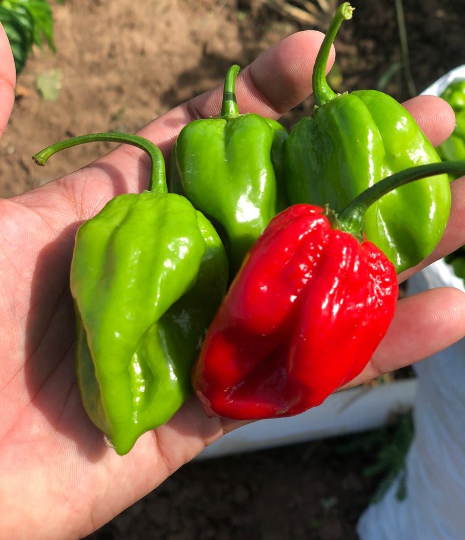 HOT PEPPER MIX