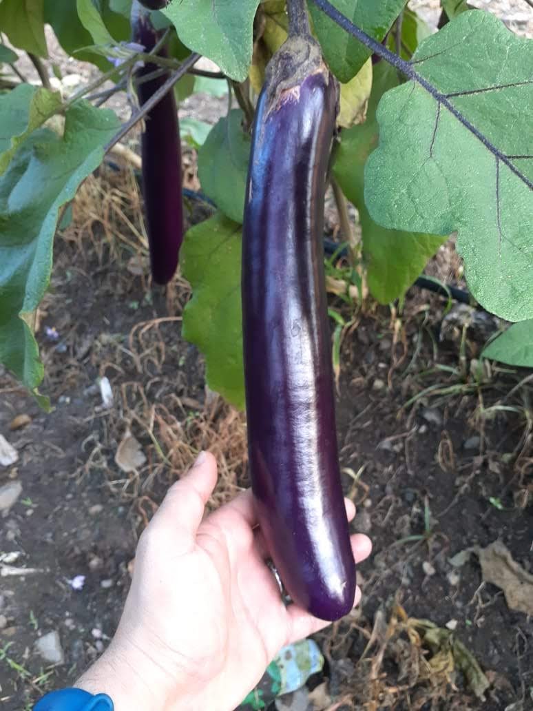 EGGPLANT