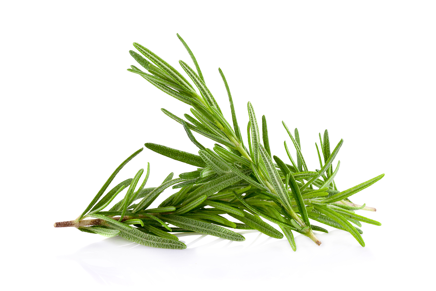 Rosemary